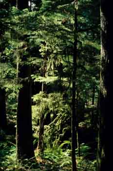 Bosque en la isla de Vancouver