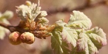 Agalla - Manzana del roble (Biorhiza pallida)