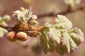 Agalla - Manzana del roble (Biorhiza pallida)