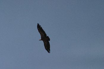Buitre Leonado, Hoces del Duratón, Segovia, Castilla y León