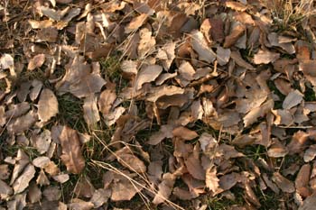 Quejigo - Suelo (Quercus faginea)