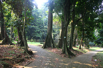 Vista general del Jardín botánico, Java, Indonesia