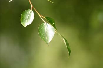 álamo chino (Populus simonii)