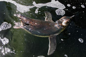 Pingüino nadando, Australia