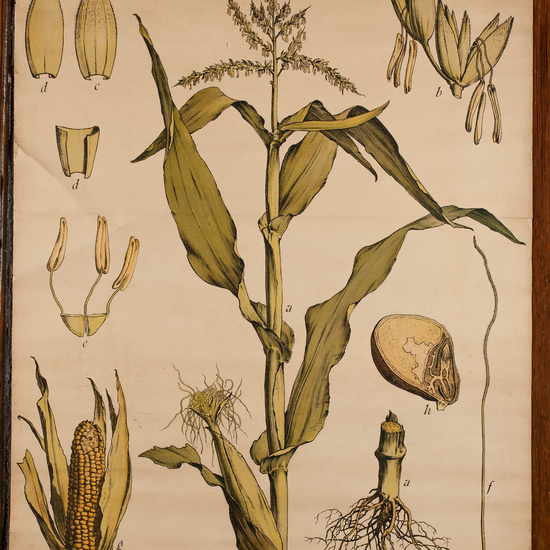 IES_CARDENALCISNEROS_BOTÁNICA_II_LÁMINAS_019