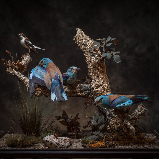 IES_SANISIDRO_MUSEO_Aves_202