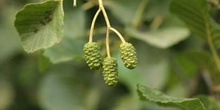 Aliso - Flor Femenina (Alnus glutinosa)