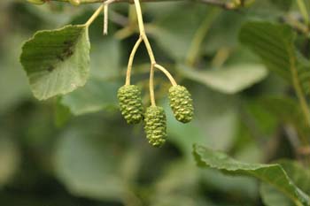 Aliso - Flor Femenina (Alnus glutinosa)