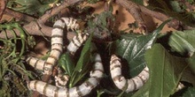 Mariposa de la seda - Oruga (Bombyx mori)