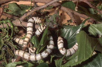 Mariposa de la seda - Oruga (Bombyx mori)