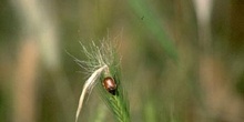 Anisoplia sp.