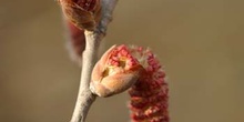 álamo blanco - Flor masc. (Populus alba)