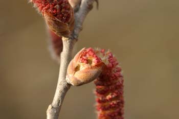 álamo blanco - Flor masc. (Populus alba)