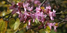 árbol del amor - Flor (Cercis siliquastrum)