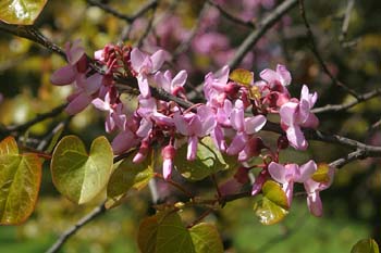 árbol del amor - Flor (Cercis siliquastrum)