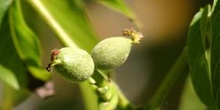 Nogal - Flor fem. (Juglans regia)