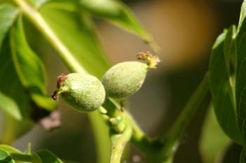 Nogal - Flor fem. (Juglans regia)