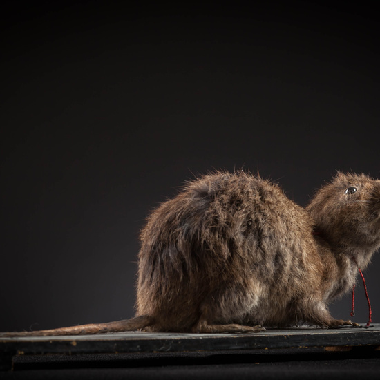 IES_SANISIDRO_MUSEO_Zoolgía_142