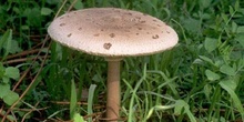 Parasol (Macrolepiota procera)