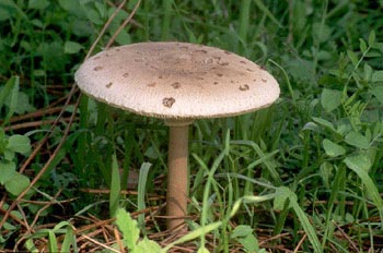 Parasol (Macrolepiota procera)