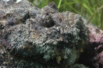 Pez roca (Lophius piscatorius)