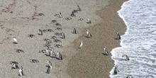 Pingüinos de Magallanes, Argentina