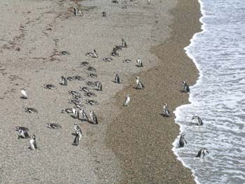 Pingüinos de Magallanes, Argentina