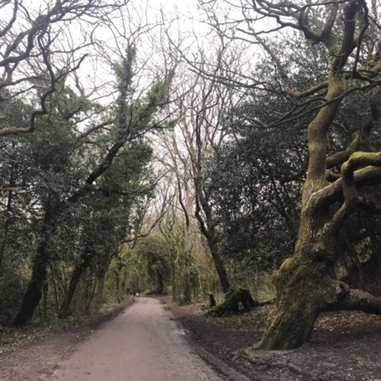 Inglaterra Curso 2019-2020 32