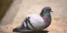 Paloma bravía o común (Columba livia)