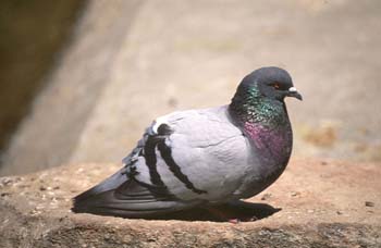 Paloma bravía o común (Columba livia)