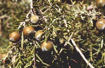 Enebro de miera (Juniperus oxycedrus)