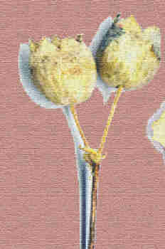 Fantasía del detalle