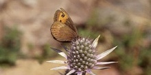 Erebia sp.