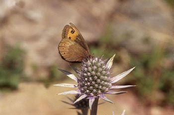 Erebia sp.