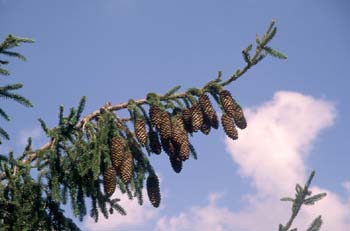 Falso Abeto / Picea - Piñas (Picea sp.)