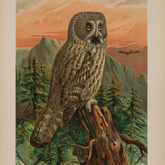 IES_CARDENALCISNEROS_AVES_LAMINAS_158