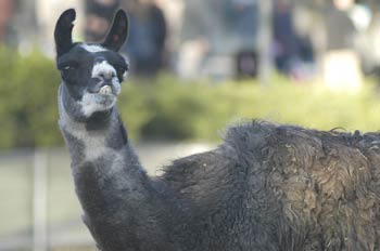 Llama