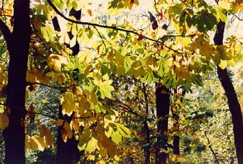 Castaño de Indias - Otoño (Aesculus hippocastanum)