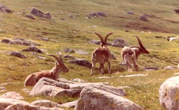 Cabra hispánica (Capra pyrenaica)