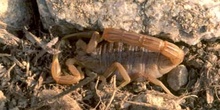 Alacrán o Escorpión (Buthus occitanus)