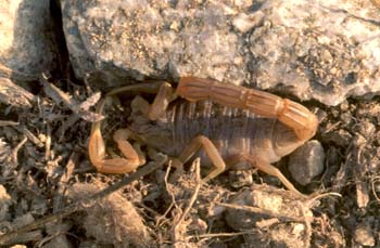 Alacrán o Escorpión (Buthus occitanus)