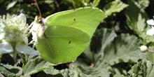 Limonera (gonepteryx rhamni)