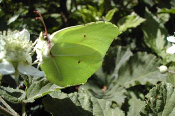 Limonera (gonepteryx rhamni)