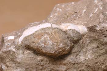 (Molusco-Gasterópodo) Jurásico