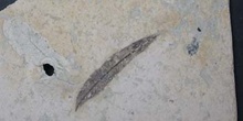 Myrica vindorbonensis (Angiosperma) Mioceno