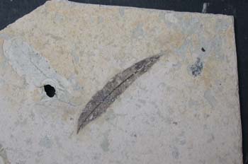 Myrica vindorbonensis (Angiosperma) Mioceno