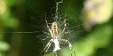 Araña cestera (Argiope bruennichi)