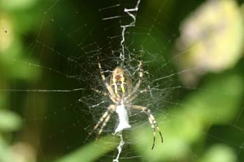 Araña cestera (Argiope bruennichi)