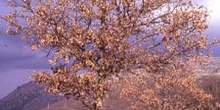 Rebollo / melojo - Porte (Quercus pyrenaica)