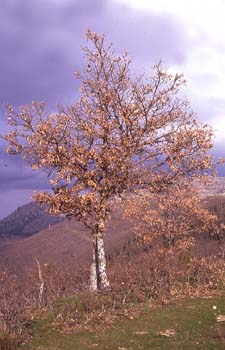 Rebollo / melojo - Porte (Quercus pyrenaica)